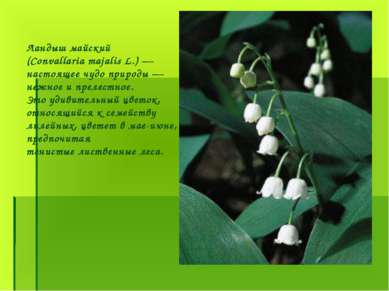 Ландыш майский (Convallaria majalis L.) — настоящее чудо природы — нежное и п...