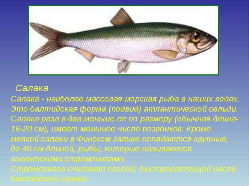 Салака Салака - наиболее массовая морская рыба в наших водах. Это балтийская ...