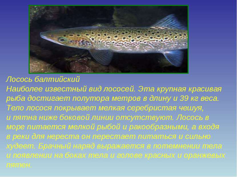 Лосось балтийский Наиболее известный вид лососей. Эта крупная красивая рыба д...