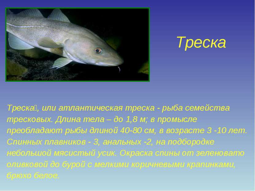 Обитатели Балтийского моря. Семейство тресковых рыб список с фото. Рыбы Балтийского моря. Треска длина рыбы.