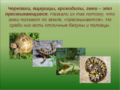 Черепахи, ящерицы, крокодилы, змеи – это пресмыкающиеся. Назвали их так потом...