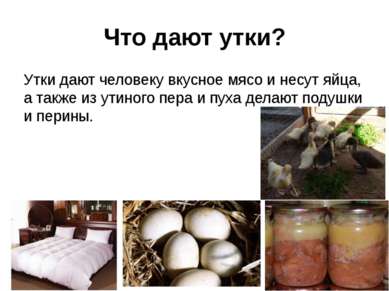 Что дают утки? Утки дают человеку вкусное мясо и несут яйца, а также из утино...