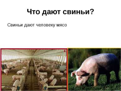 Что дают свиньи? Свиньи дают человеку мясо