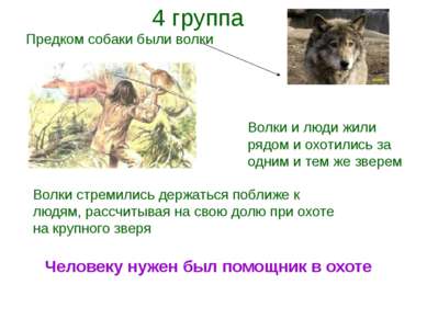 Предком собаки были волки Волки и люди жили рядом и охотились за одним и тем ...