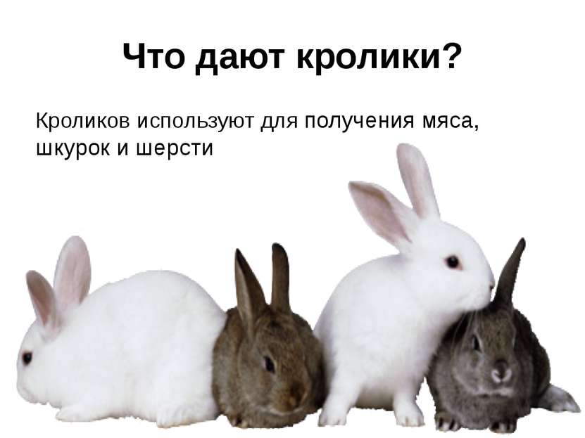Что дают кролики? Кроликов используют для получения мяса, шкурок и шерсти