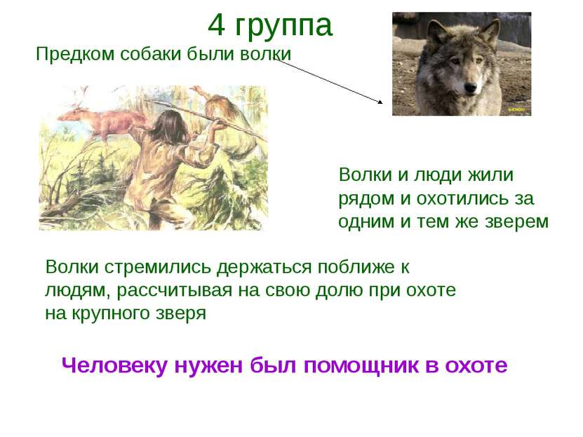 Предком собаки были волки Волки и люди жили рядом и охотились за одним и тем ...