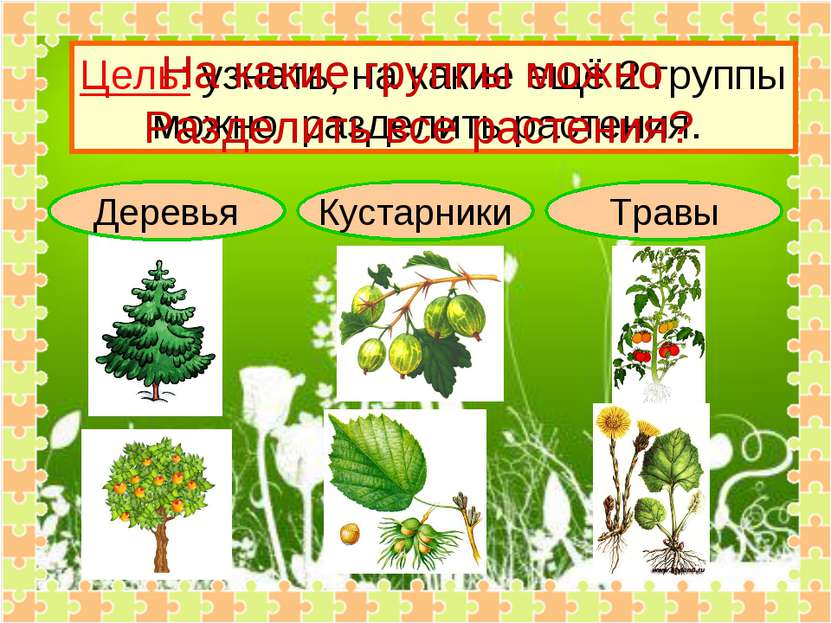 Деревья Кустарники Травы Цель: узнать, на какие ещё 2 группы можно разделить ...