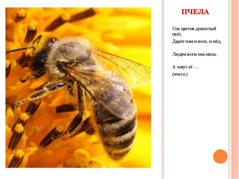 Пчелы в жизни человека. Важное о пчелах. Слайд пчела. Пчела для детей. Проект про пчел.
