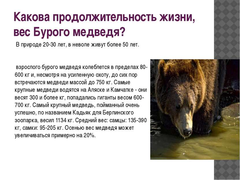 Какова продолжительность жизни, вес Бурого медведя?  В природе 20-30 лет, в н...