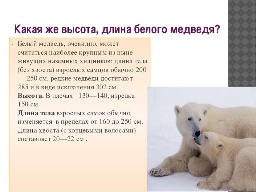 Какая же высота, длина белого медведя? Белый медведь, очевидно, может считать...