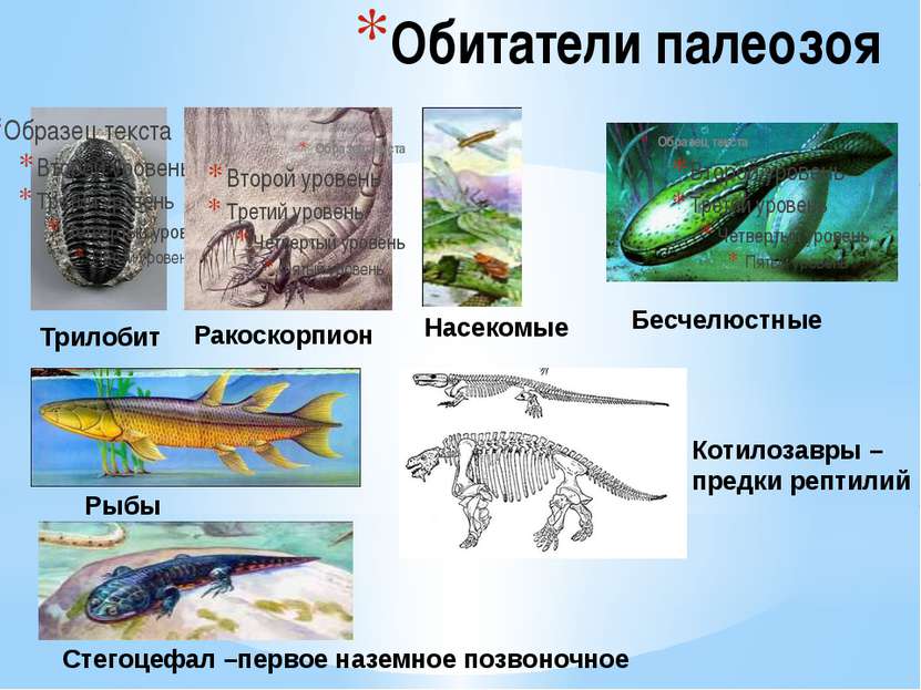 Этап палеозоя. Палеозой обитатели. Бесчелюстные рыбы палеозой. Насекомые палеозоя. Развитие животных в палеозое.