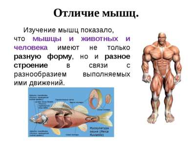 Отличие мышц. Изучение мышц показало, что мышцы и животных и человека имеют н...