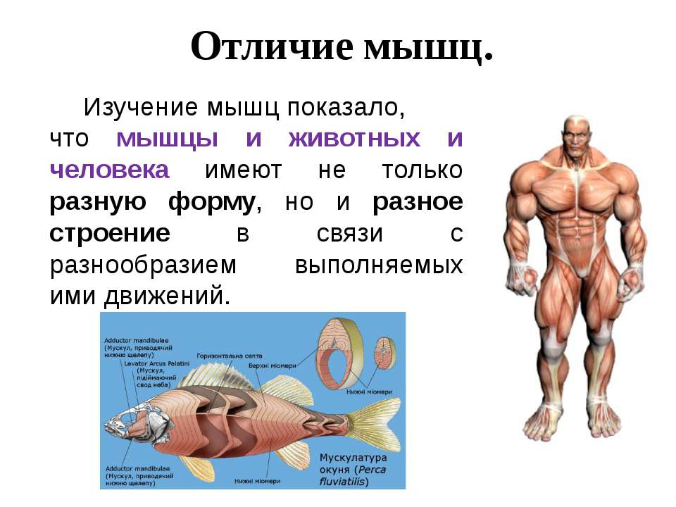 Какое количество мышц у человека. Мышцы. Мышечная система человека. Мускулатура человека. Мышцы человека информация.
