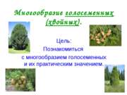 Многообразие голосеменных растений