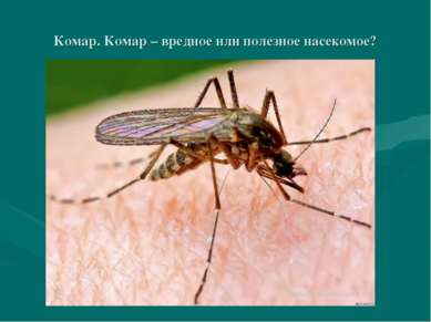 Комар. Комар – вредное или полезное насекомое?