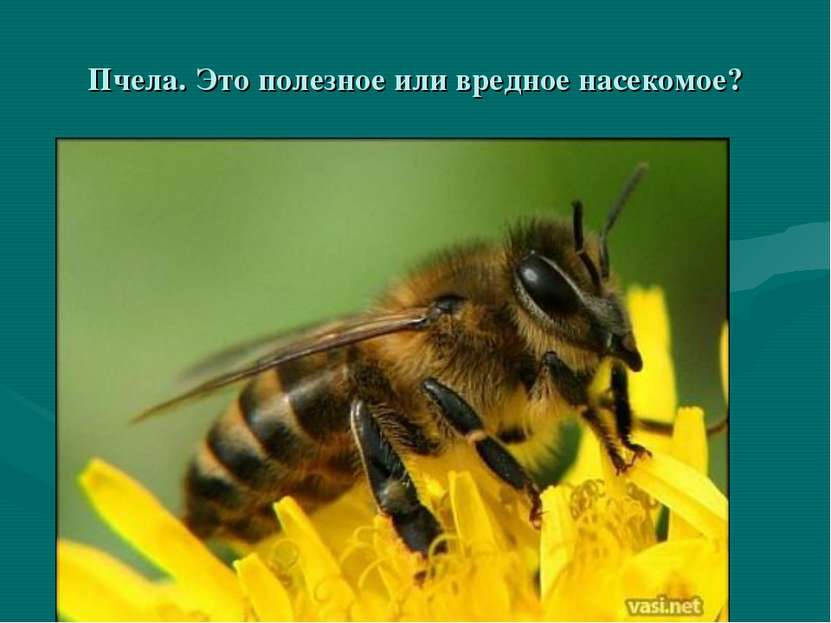 Пчела. Это полезное или вредное насекомое?