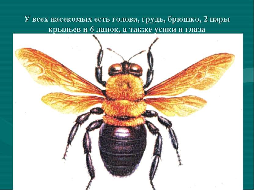 У всех насекомых есть голова, грудь, брюшко, 2 пары крыльев и 6 лапок, а такж...