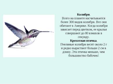 Колибри. Всего на планете насчитывается более 300 видов колибри. Все они обит...