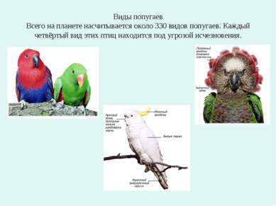 Виды попугаев Всего на планете насчитывается около 330 видов попугаев. Каждый...