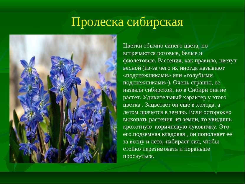 Пролеска сибирская Цветки обычно синего цвета, но встречаются розовые, белые ...
