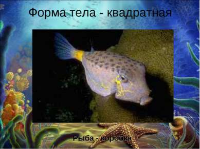 Форма тела - квадратная Рыба - коробка