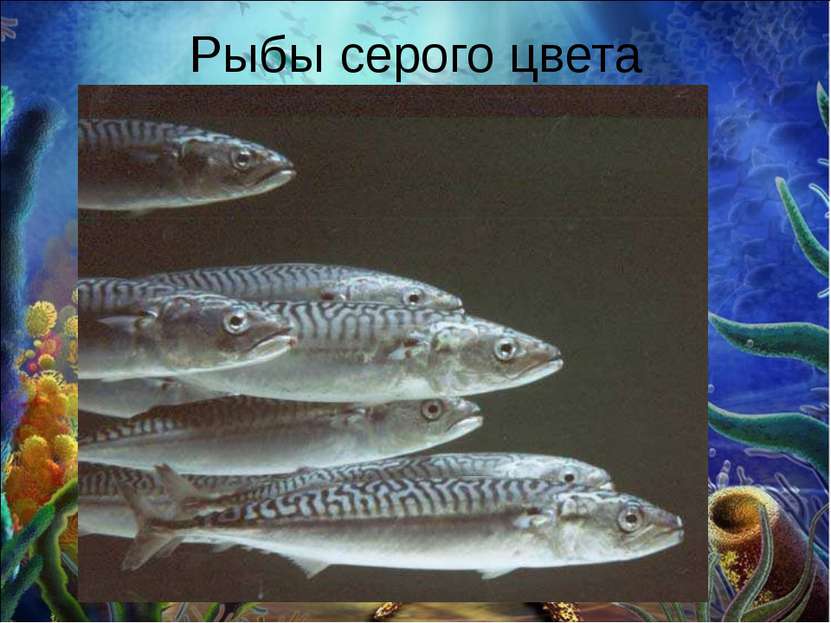 Рыбы серого цвета