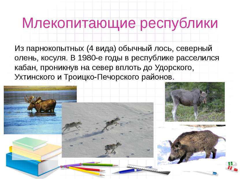 Млекопитающие республики Из парнокопытных (4 вида) обычный лось, северный оле...