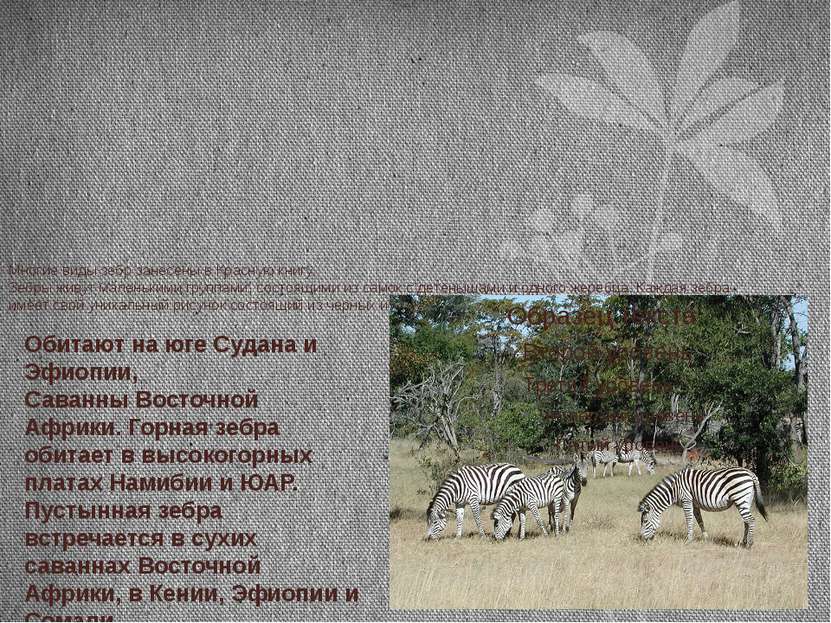 Многие виды зебр занесены в Красную книгу. Зебры живут маленькими группами, с...