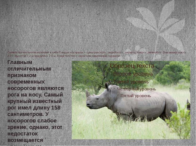 Семейство носорогов включает в себя 5 видов носорогов – суматранского , индий...