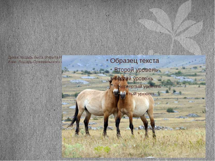 Дикая лошадь была открыта Н. М. Пржевальским в 1879 г. В горных пустынях запа...