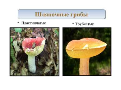 Шляпочные грибы * Пластинчатые * Трубчатые