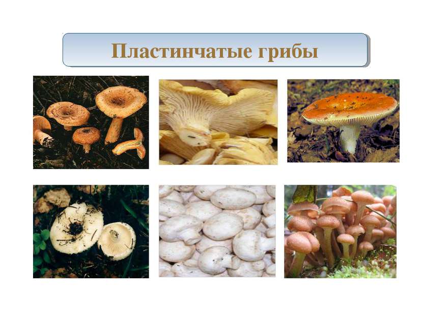 Пластинчатые грибы