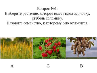 Вопрос №1: Выберите растение, которое имеет плод зерновку, стебель соломину. ...