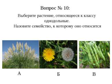 А Б В Вопрос № 10: Выберите растение, относящееся к классу однодольные. Назов...