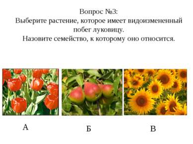 А Б В Вопрос №3: Выберите растение, которое имеет видоизмененный побег лукови...