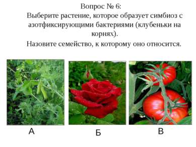 А Б В Вопрос № 6: Выберите растение, которое образует симбиоз с азотфиксирующ...