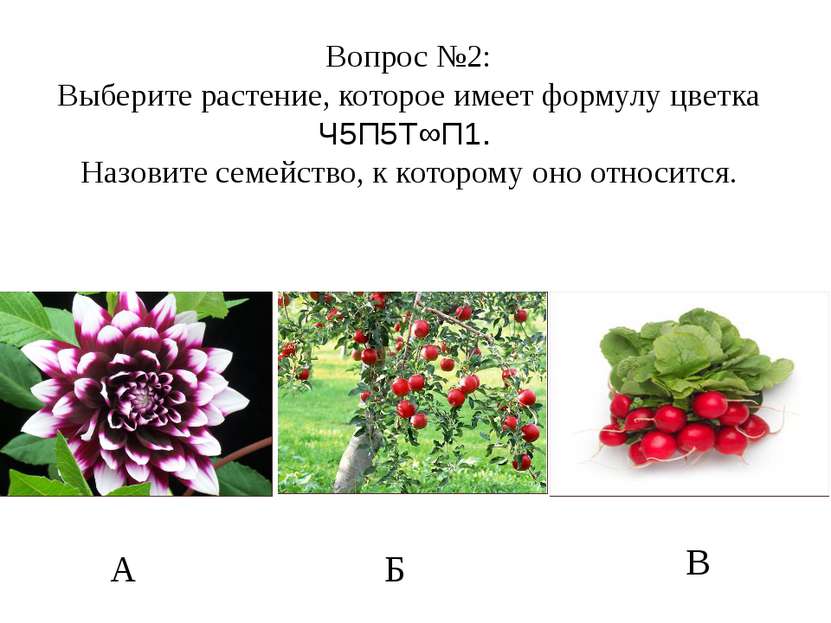 А Б В Вопрос №2: Выберите растение, которое имеет формулу цветка Ч5П5Т∞П1. На...