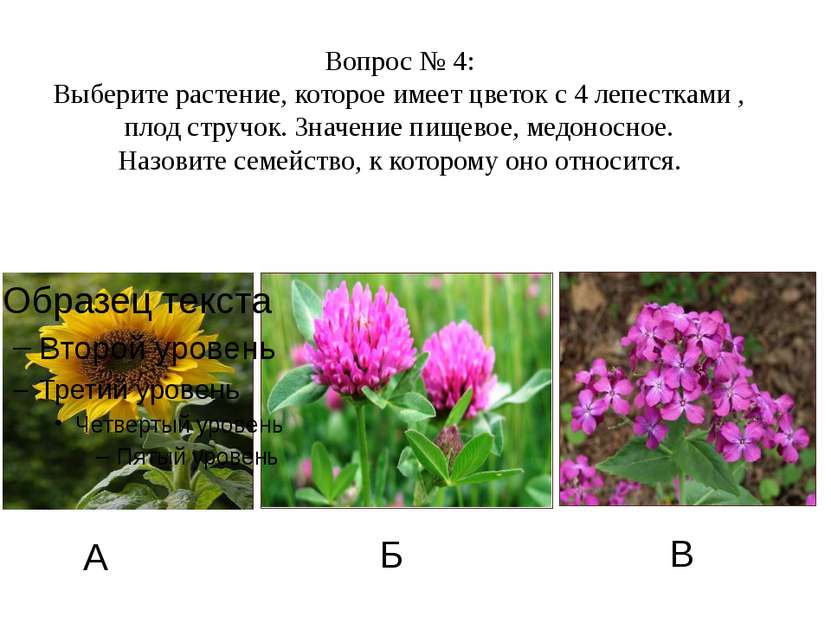 А Б В Вопрос № 4: Выберите растение, которое имеет цветок с 4 лепестками , пл...
