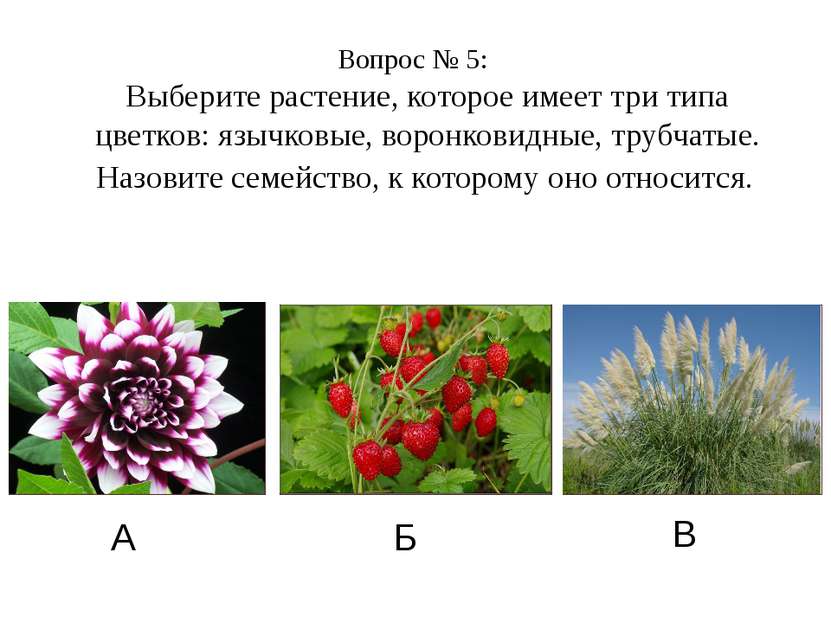 Вопрос № 5: Выберите растение, которое имеет три типа цветков: язычковые, вор...
