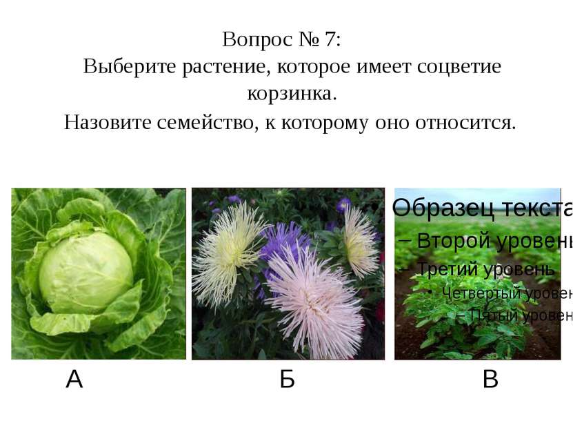 А Б В Вопрос № 7: Выберите растение, которое имеет соцветие корзинка. Назовит...