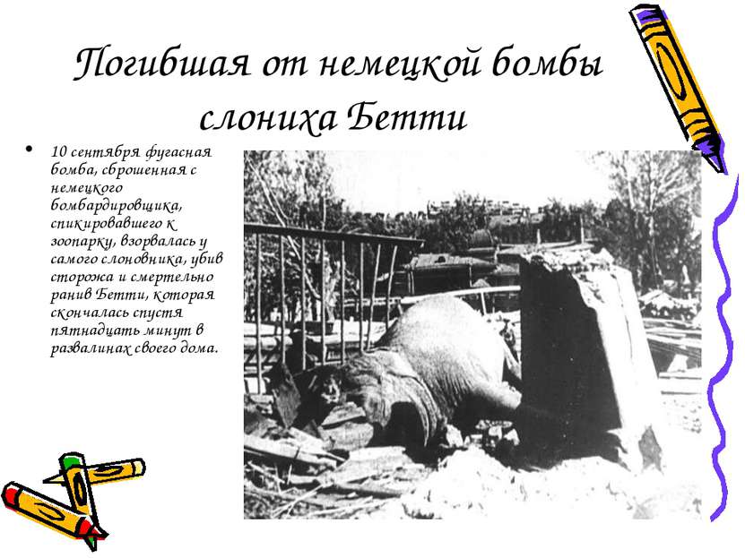 Погибшая от немецкой бомбы слониха Бетти 10 сентября фугасная бомба, сброшенн...