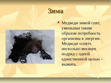 Зима Медведи зимой спят, уменьшая таким образом потребность организма в энерг...