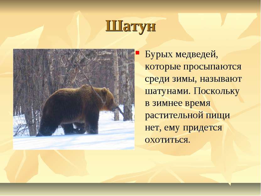 Шатун Бурых медведей, которые просыпаются среди зимы, называют шатунами. Поск...