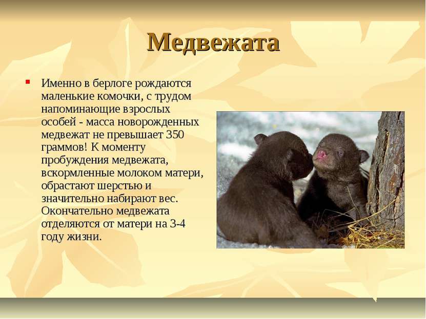 Медвежата Именно в берлоге рождаются маленькие комочки, с трудом напоминающие...