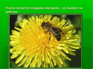 Пчела питается сладким нектаром – он бывает на цветках.