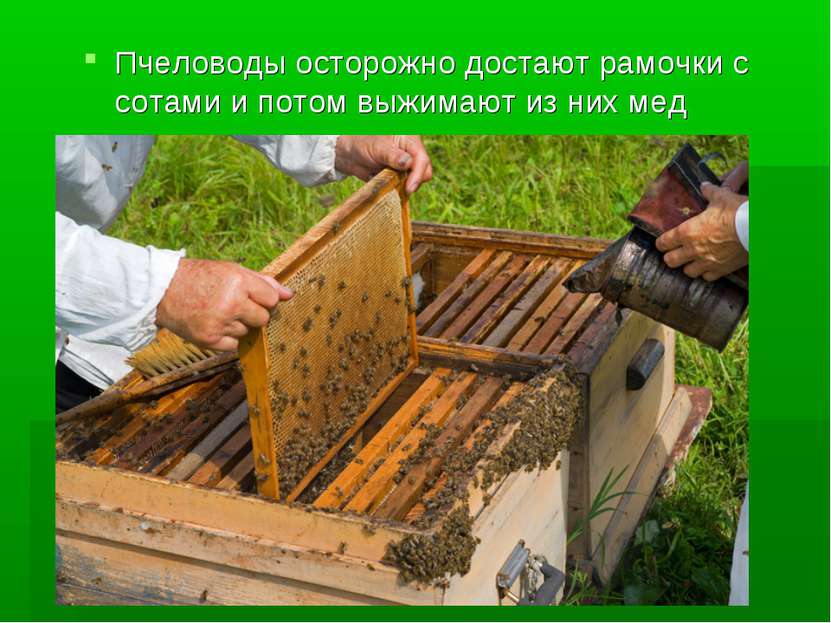 Пчеловоды осторожно достают рамочки с сотами и потом выжимают из них мед