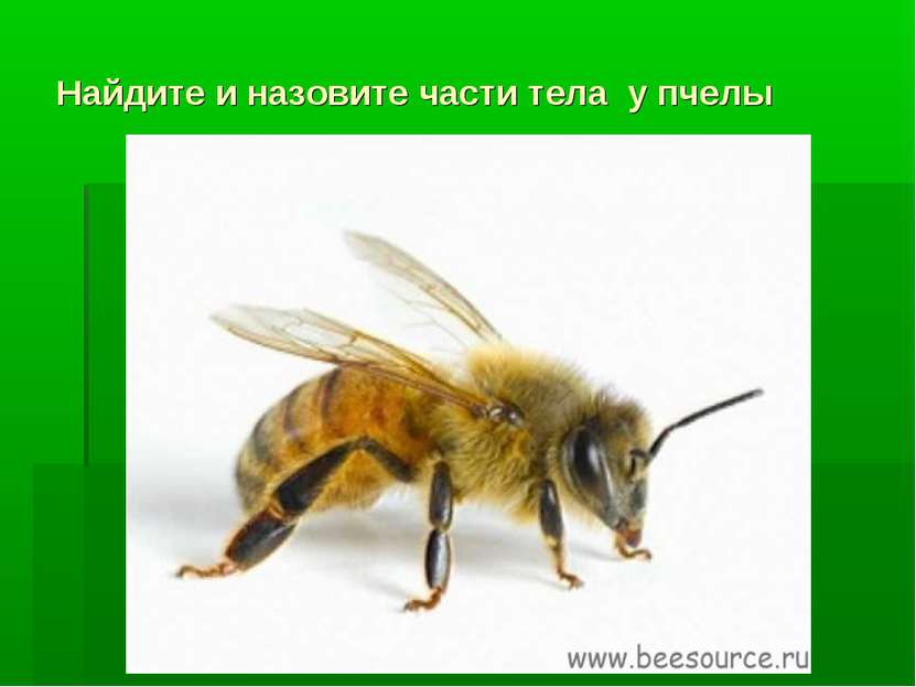 Найдите и назовите части тела у пчелы
