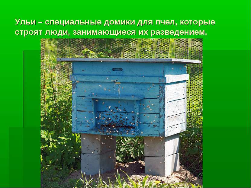 Ульи – специальные домики для пчел, которые строят люди, занимающиеся их разв...