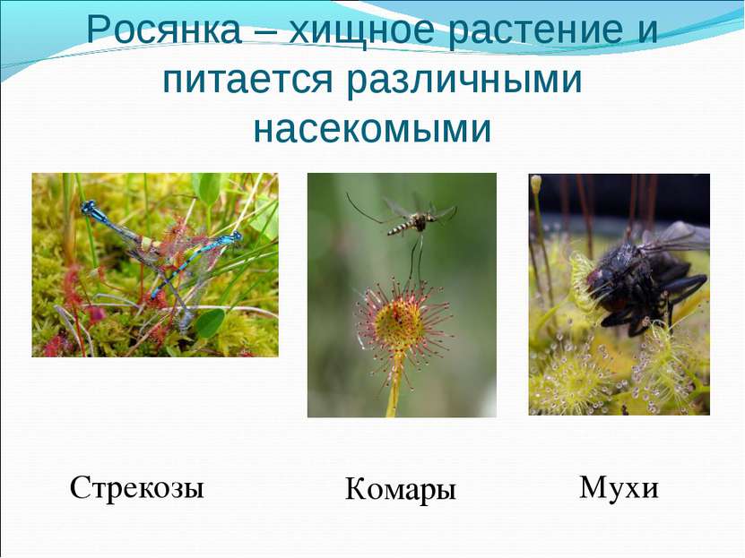 Росянка – хищное растение и питается различными насекомыми Стрекозы Комары Мухи