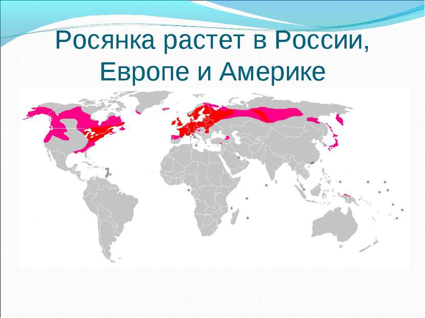 Росянка растет в России, Европе и Америке